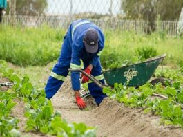 Farm Workers in Canada